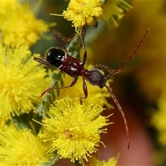 Pseudohalme laetabilis (A Longhorn Beetle) at Forde, ACT - 20 Aug 2024 by TimL
