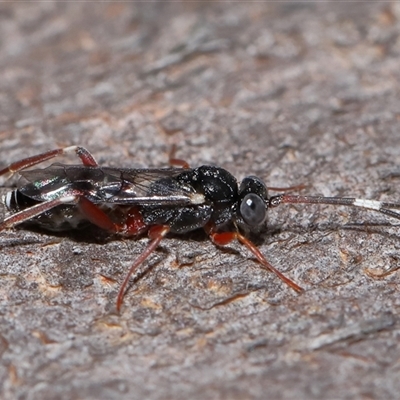 Unidentified Parasitic wasp (numerous families) at Throsby, ACT - 25 Jul 2024 by TimL