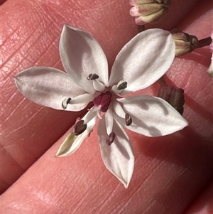 Burchardia umbellata at Tullarwalla, NSW - 15 Sep 2024