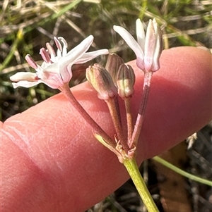 Burchardia umbellata at Tullarwalla, NSW - 15 Sep 2024