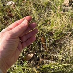 Burchardia umbellata at Tullarwalla, NSW - 15 Sep 2024