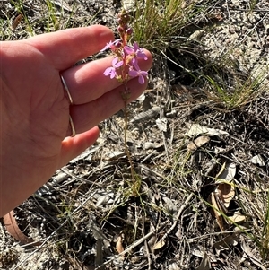 Stylidium graminifolium at Tullarwalla, NSW - 15 Sep 2024