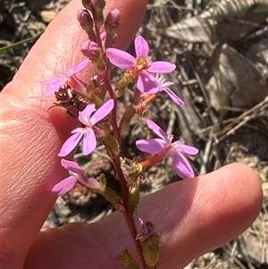 Stylidium graminifolium at Tullarwalla, NSW - 15 Sep 2024