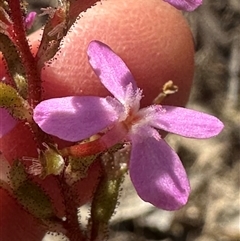 Stylidium graminifolium at Tullarwalla, NSW - 15 Sep 2024