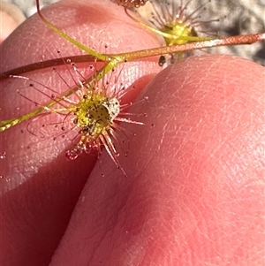 Drosera auriculata at Tullarwalla, NSW - 15 Sep 2024