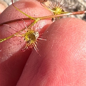 Drosera auriculata at Tullarwalla, NSW - 15 Sep 2024 03:08 PM