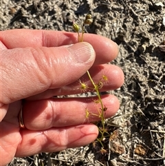 Drosera auriculata at Tullarwalla, NSW - 15 Sep 2024 03:08 PM