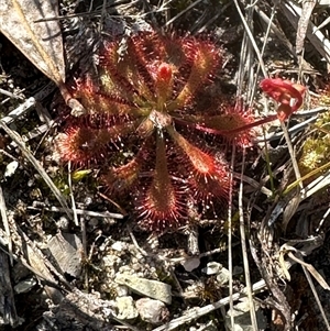 Drosera spatulata at Tullarwalla, NSW - 15 Sep 2024