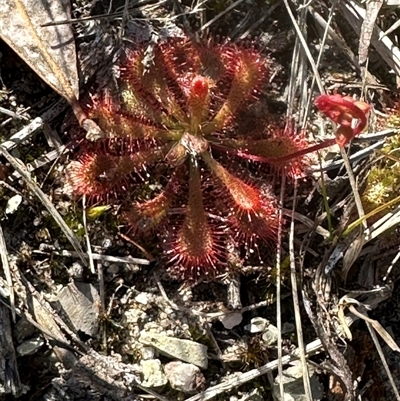 Drosera spatulata (Common Sundew) at Tullarwalla, NSW - 15 Sep 2024 by lbradley