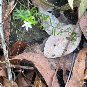 Rhytidosporum procumbens at Tullarwalla, NSW - 15 Sep 2024