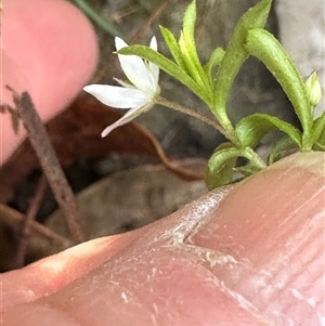 Rhytidosporum procumbens at Tullarwalla, NSW - 15 Sep 2024