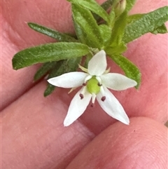 Rhytidosporum procumbens at Tullarwalla, NSW - 15 Sep 2024 02:59 PM