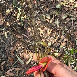 Kennedia rubicunda at Tullarwalla, NSW - 15 Sep 2024