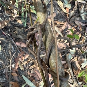 Kennedia rubicunda at Tullarwalla, NSW - 15 Sep 2024