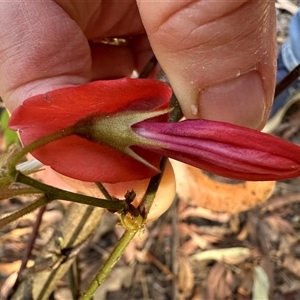 Kennedia rubicunda at Tullarwalla, NSW - 15 Sep 2024