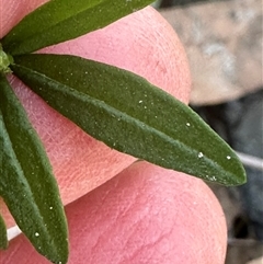 Zieria pilosa at Tullarwalla, NSW - 15 Sep 2024