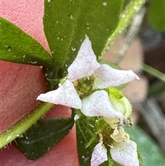 Zieria pilosa at Tullarwalla, NSW - 15 Sep 2024