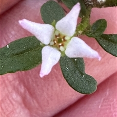 Zieria pilosa at Tullarwalla, NSW - 15 Sep 2024