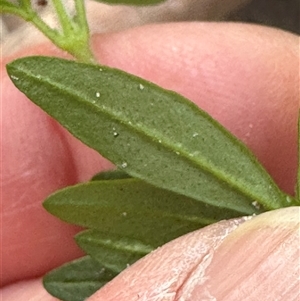 Zieria pilosa at Tullarwalla, NSW - 15 Sep 2024