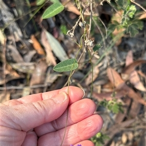 Hardenbergia violacea at Tullarwalla, NSW - 15 Sep 2024 02:52 PM