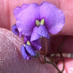 Hardenbergia violacea at Tullarwalla, NSW - 15 Sep 2024 02:52 PM