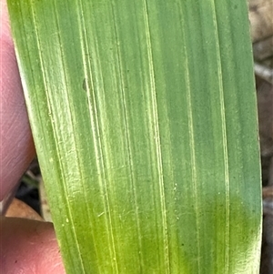 Livistona australis at Tullarwalla, NSW - suppressed