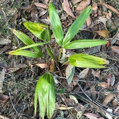 Livistona australis at Tullarwalla, NSW - suppressed