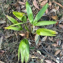 Livistona australis at Tullarwalla, NSW - 15 Sep 2024