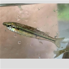 Craterocephalus fulvus (Unspecked Hardyhead) at Armstrong Creek, QLD - 21 Feb 2022 by MichaelBedingfield