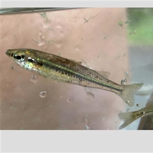 Craterocephalus fulvus (Unspecked Hardyhead) at Armstrong Creek, QLD by MichaelBedingfield