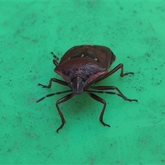 Cermatulus nasalis (Predatory shield bug, Glossy shield bug) at Conder, ACT - 27 Jan 2024 by MichaelBedingfield