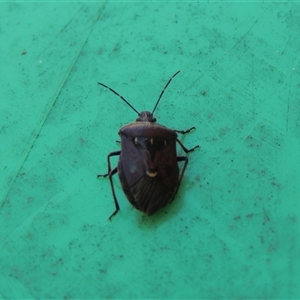 Cermatulus nasalis at Conder, ACT - 27 Jan 2024 11:37 AM