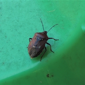 Cermatulus nasalis at Conder, ACT - 27 Jan 2024 11:37 AM