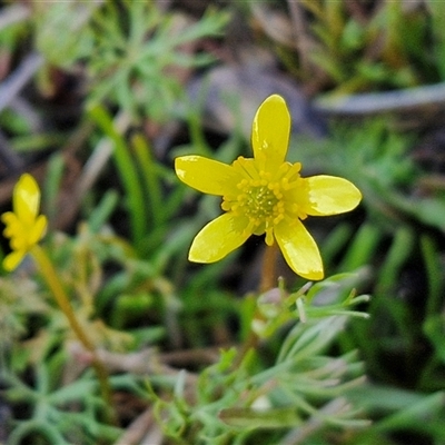 Ranunculus inundatus (River Buttercup) at Wollogorang, NSW - 20 Sep 2024 by trevorpreston