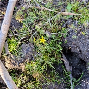 Ranunculus inundatus at Wollogorang, NSW - 20 Sep 2024