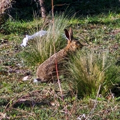 Oryctolagus cuniculus (European Rabbit) at Wollogorang, NSW - 19 Sep 2024 by trevorpreston