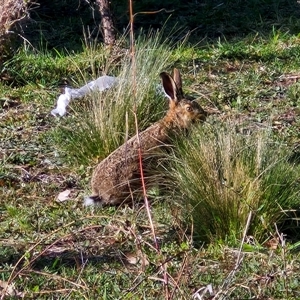 Oryctolagus cuniculus at Wollogorang, NSW - 20 Sep 2024 07:36 AM