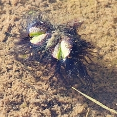 Unverified at suppressed - suppressed