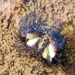 Unverified at suppressed - suppressed