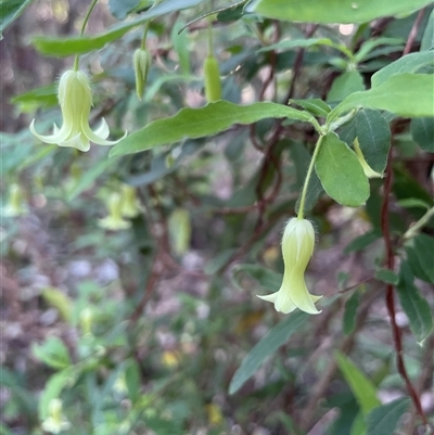 Billardiera mutabilis (Climbing Apple Berry, Apple Berry, Snot Berry, Apple Dumblings, Changeable Flowered Billardiera) at Ulladulla, NSW - 19 Sep 2024 by Clarel