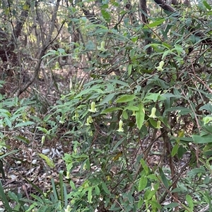 Billardiera mutabilis at Ulladulla, NSW - 20 Sep 2024 07:41 AM