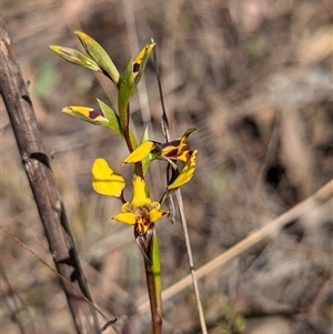 Diuris nigromontana at Cook, ACT - 19 Sep 2024