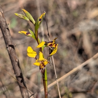 Diuris nigromontana (Black Mountain Leopard Orchid) at Cook, ACT - 19 Sep 2024 by JP95