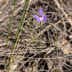 Glossodia major (Wax Lip Orchid) at Cook, ACT - 19 Sep 2024 by JP95