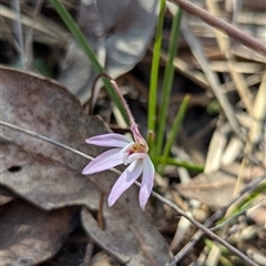 Caladenia fuscata (Dusky Fingers) at Cook, ACT - 19 Sep 2024 by JP95