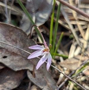 Caladenia fuscata at Cook, ACT - suppressed