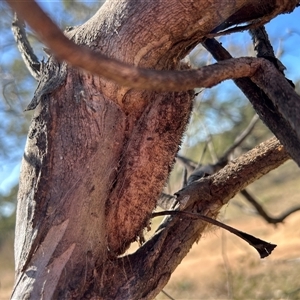 Chelepteryx collesi at Symonston, ACT - 20 Sep 2024