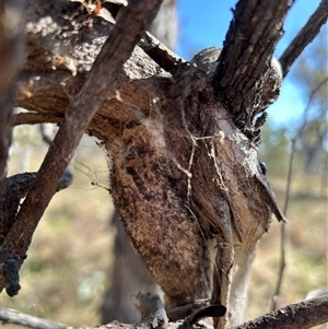 Chelepteryx collesi at Symonston, ACT - 20 Sep 2024