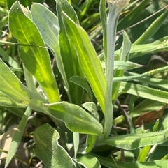 Ammobium alatum (Winged Everlasting) at Bowning, NSW - 19 Sep 2024 by JaneR