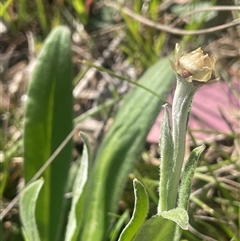 Ammobium alatum at Bowning, NSW - 19 Sep 2024 02:49 PM